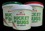 Mini Beasts Live Crickets Baby/Pinheads (800+) Bucket - Amazing Amazon