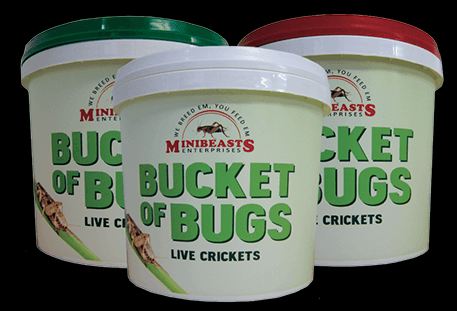 Mini Beasts Live Crickets Large (140+) Bucket - Amazing Amazon