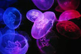 Moon Jelly Fish - Amazing Amazon
