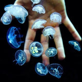 Moon Jelly Fish - Amazing Amazon