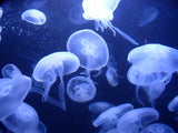 Moon Jelly Fish - Amazing Amazon