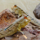 Mudskippers - Amazing Amazon
