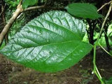 Mulberry Leaves - Amazing Amazon
