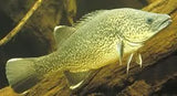 Murray Cod - Amazing Amazon