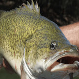 Murray Cod - Amazing Amazon