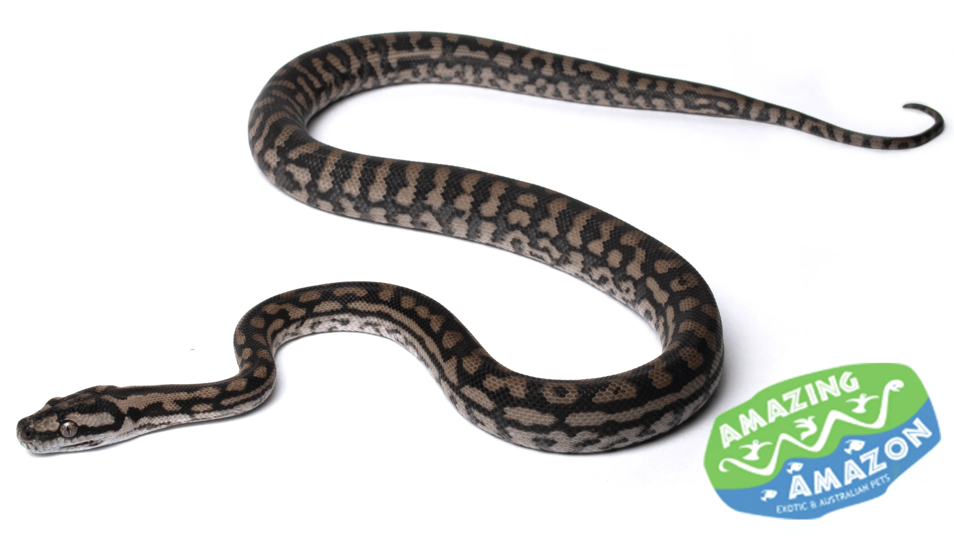 Molly Darling Python Murray Darling (Vic) Carpet Python | Aquarium and Reptiles