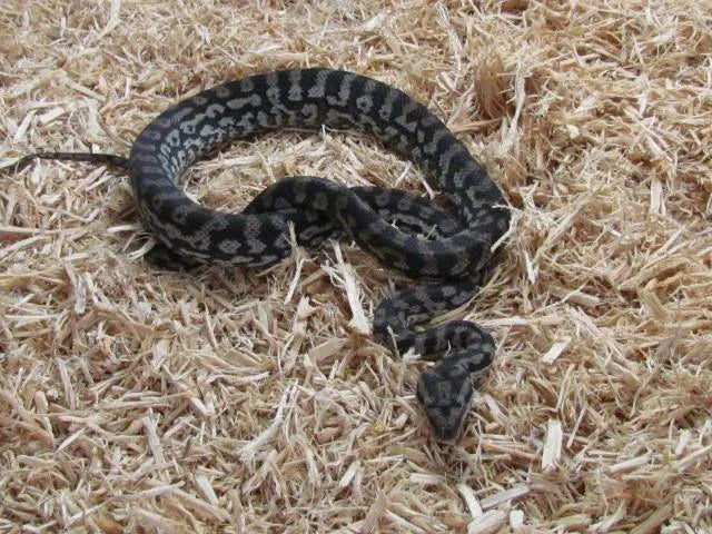 Murrtay Darling Python Murray Darling (Vic) Carpet Python | Aquarium and Reptiles