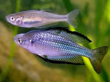 Murray River Rainbows - Amazing Amazon