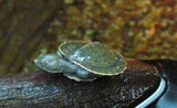 Murray River Turtles (Shortneck) - Amazing Amazon