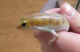 Narrow-banded Sand Swimmers - Amazing Amazon