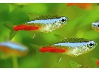 Neon Tetra Amazing Amazon