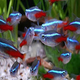 Neon Tetra - Amazing Amazon
