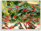 Neon Tetra - Amazing Amazon