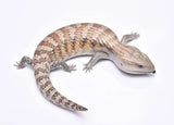 Northern Bluetongue Lizards - Amazing Amazon