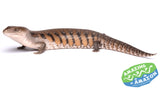 Northern Bluetongue Lizards - Amazing Amazon