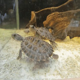 Northern Snapping Turtle - Amazing Amazon