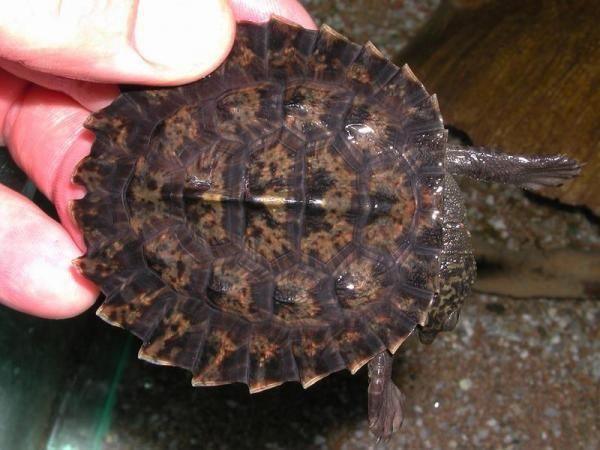 Northern Snapping Turtle - Amazing Amazon