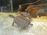 Northern Snapping Turtle - Amazing Amazon