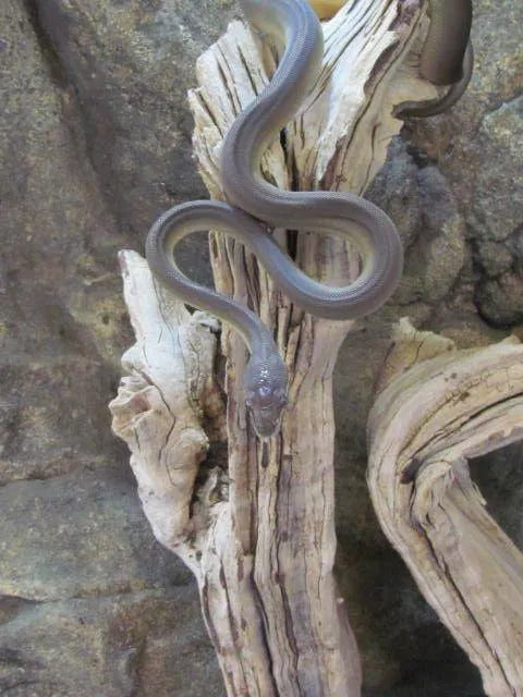 Olive Python | Aquarium and Reptiles | Amazing Amazon