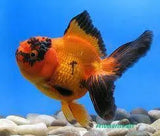 Oranda - Amazing Amazon