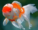 Oranda - Amazing Amazon