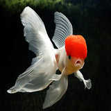 Oranda - Amazing Amazon