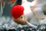 Oranda - Amazing Amazon