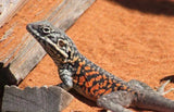 Peninsula (Arcoona Rock) Dragons - Amazing Amazon