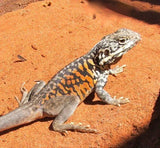 Peninsula (Arcoona Rock) Dragons - Amazing Amazon