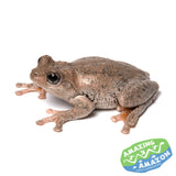 Peron's Tree Frog - Amazing Amazon