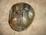 Pet Turtles Melbourne - Amazing Amazon