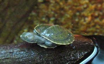 Pet Turtles Melbourne - Amazing Amazon