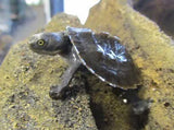 Pet Turtles Melbourne - Amazing Amazon