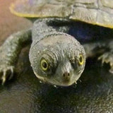 Pet Turtles Melbourne - Amazing Amazon