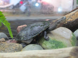 Pet Turtles Melbourne - Amazing Amazon