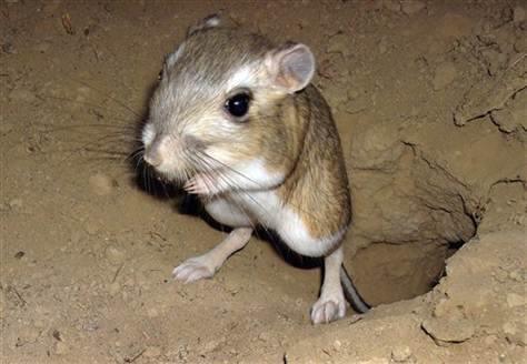 Plains Rats (Pairs) - Amazing Amazon