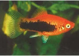 Platies - Amazing Amazon