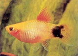 Platies - Amazing Amazon