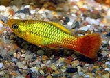 Platies - Amazing Amazon