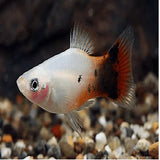 Platies - Amazing Amazon