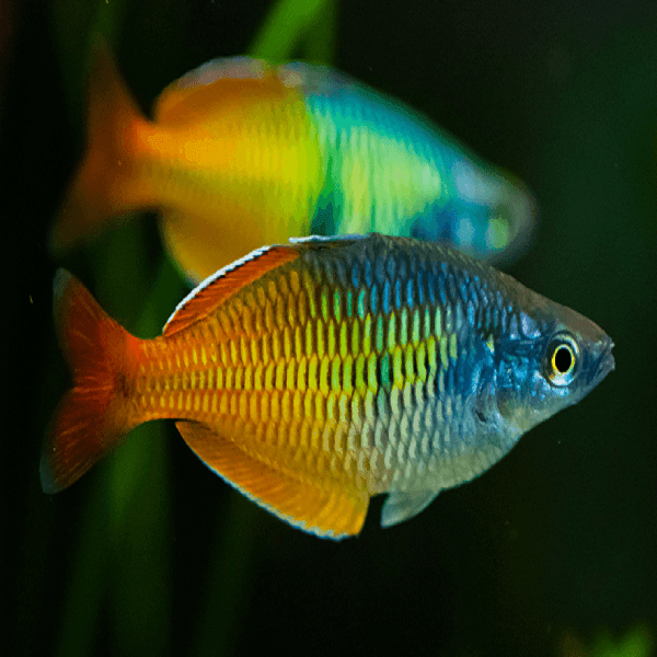 Rainbow Fish - Amazing Amazon