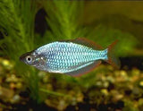Rainbow Fish - Amazing Amazon