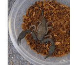 Rainforest Scorpion (Large) - Amazing Amazon