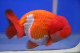 Ranchu - Amazing Amazon