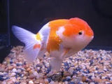Ranchu - Amazing Amazon