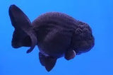 Ranchu - Amazing Amazon