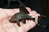 Rare Fish - Amazing Amazon