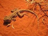 Red Desert Sand Reptile Substrate - Amazing Amazon