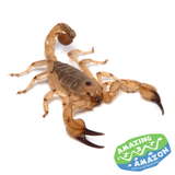 Red Desert Scorpion (Large) - Amazing Amazon