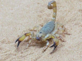 Red Desert Scorpion (Large) - Amazing Amazon